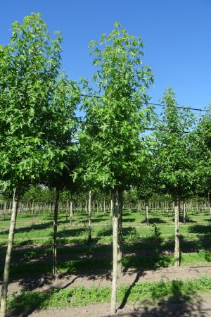 Liquidambar-s-Worplesdon-ho-18-25
