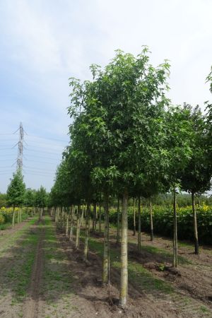 Liquidambar-s-Worplesdon-ho-25-35