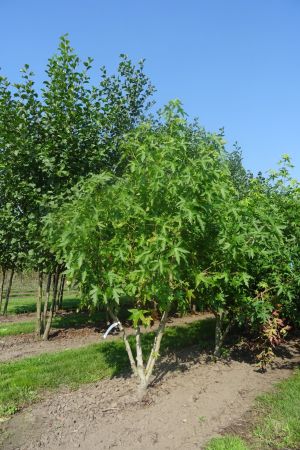 Liquidambar-s-Worplesdon-meerstam-200-250