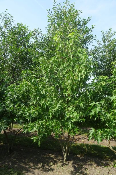 Liquidambar styraciflua 'Worplesdon' MRSTAM