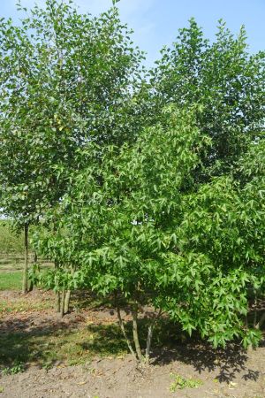 Liquidambar-s-Worplesdon-meerstam-200-250