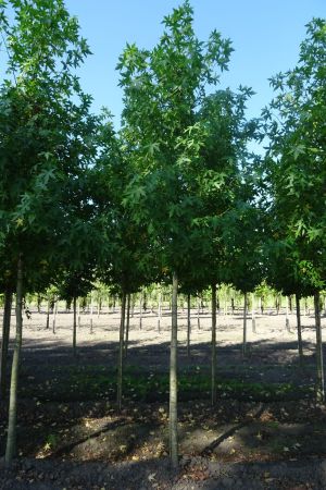 Liquidambar-s-Worplesdon-ho-14-16-18