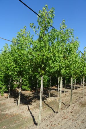 Liquidambar-s-Worplesdon-ho-14-16-18