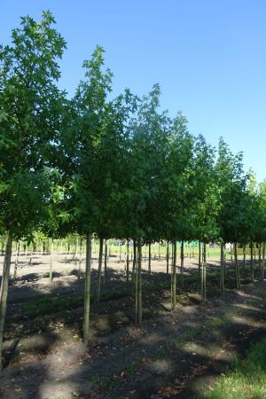 Liquidambar-s-Worplesdon-ho-16-18-20