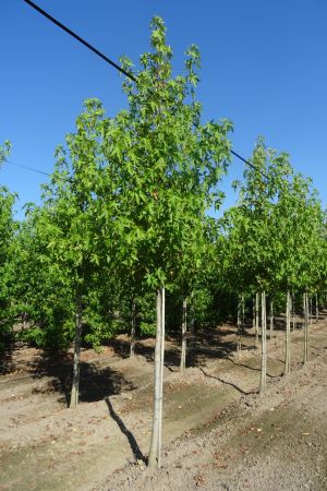 Liquidambar-s-Worplesdon-ho-16-18-20