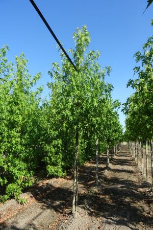 Liquidambar-s-Worplesdon-ho-16-18-20