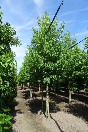 Liquidambar-s-Worplesdon-ho-18-20-25