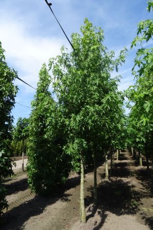 Liquidambar-s-Worplesdon-ho-18-20-25