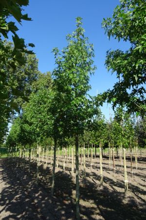 Liquidambar-s-Worplesdon-ho-18-20-25