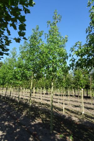 Liquidambar-s-Worplesdon-ho-18-20-25