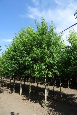 Liquidambar-s-Worplesdon-ho-18-20-25