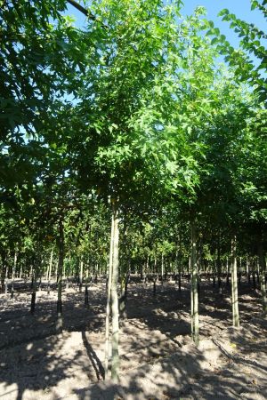 Liquidambar-s-Worplesdon-ho-18-20-25