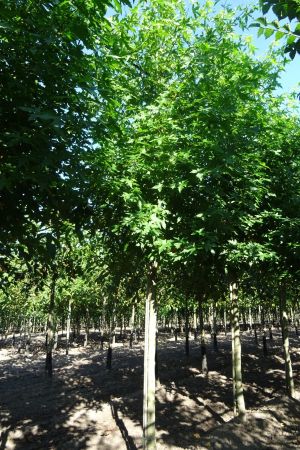 Liquidambar-s-Worplesdon-ho-18-20-25