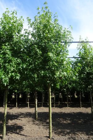 Liquidambar-s-Worplesdon-ho-18-20-25