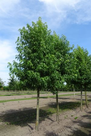 Liquidambar-s-Worplesdon-ho-20-25-30