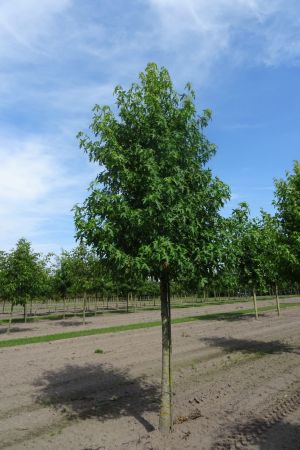 Liquidambar-s-Worplesdon-ho-20-25-30