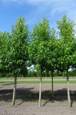 Liquidambar-s-Worplesdon-ho-20-25-30