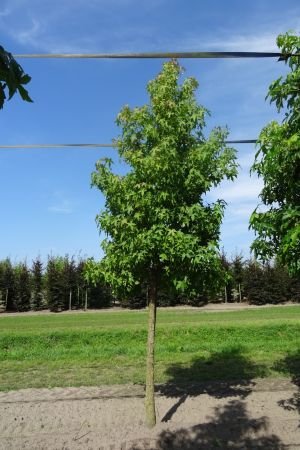 Liquidambar-styraciflua-ho-18-20-25