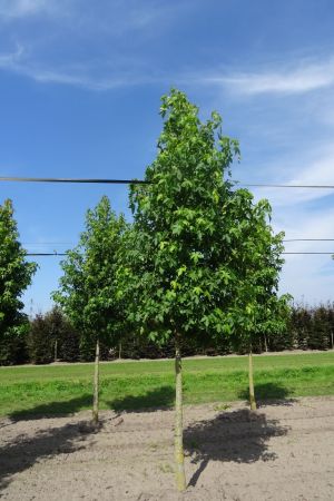 Liquidambar-styraciflua-ho-18-20-25