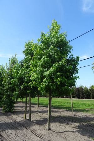 Liquidambar-styraciflua-ho-18-20-25