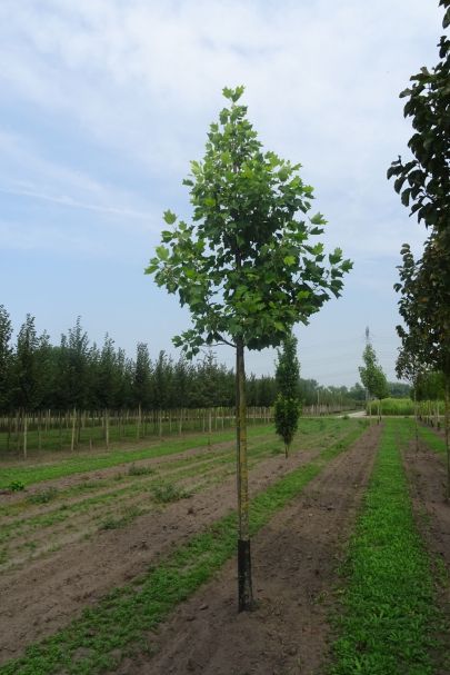 Liriodendron tulipifera 'Aureomarginatum' HO