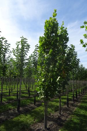 1_Liriodendron-t-Fastigiatum-geveerd-12-16