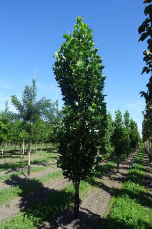 Liriodendron-t-Fastigiata-geveerd-18-25
