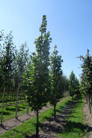 Liriodendron-t-Fastigiatum-geveerd-12-16