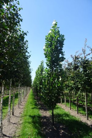 Liriodendron-t-Fastigiatum-geveerd-16-20