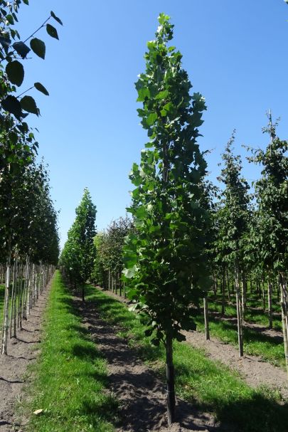 Liriodendron tulipifera GEV