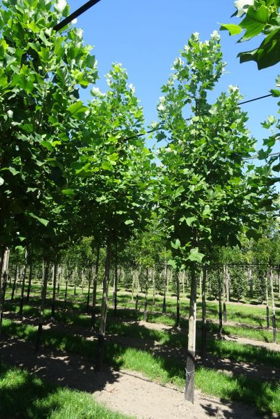 Liriodendron tulipifera HO