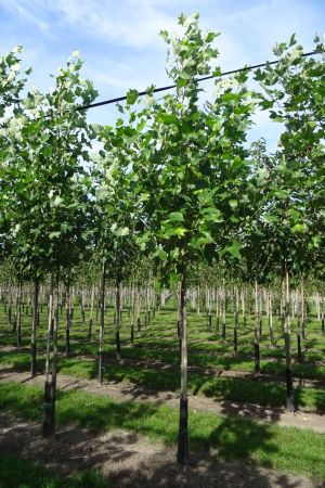 1_Liriodendron-tulpifera-ho-12-16