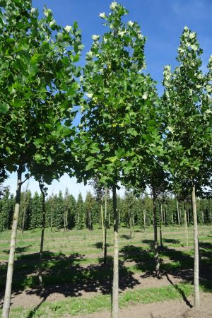 1_Liriodendron-tulpifera-ho-18-25