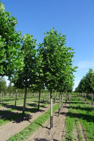 2_Liriodendron-tulpifera-ho-18-25