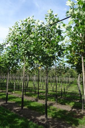 Liriodendron-tulpifera-ho-12-16-2