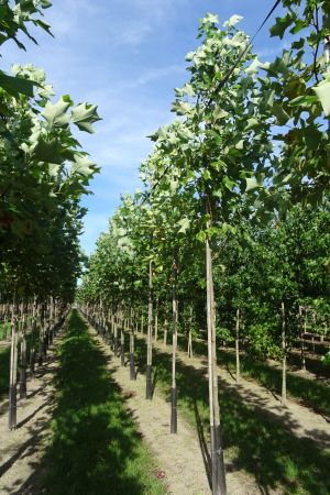 Liriodendron-tulpifera-ho-12-16