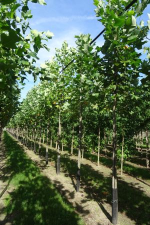 Liriodendron-tulpifera-ho-14-18