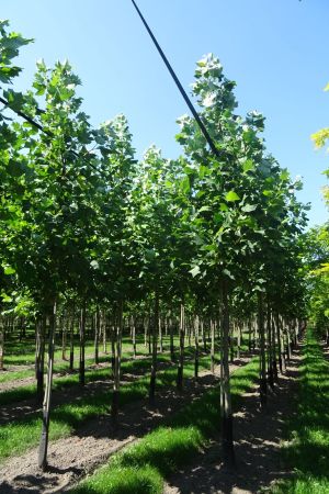 Liriodendron-tulpifera-ho-16-20