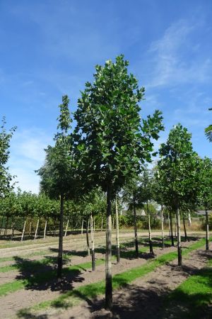 Liriodendron-tulpifera-ho-20-30-2