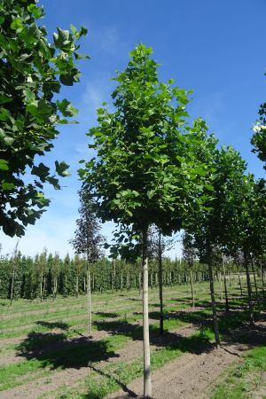Liriodendron-tulpifera-ho-20-30