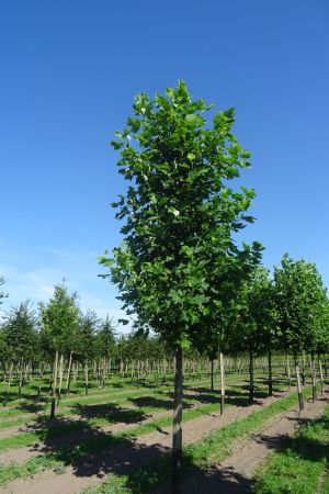 Liriodendron-tulpifera-ho-25-35