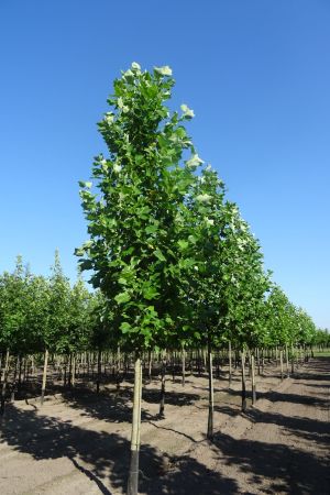 Liriodendron-tulpifera-ho-18-20-25