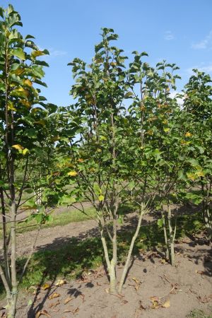 Magnolia-Galaxy-meerstam-250-300-2