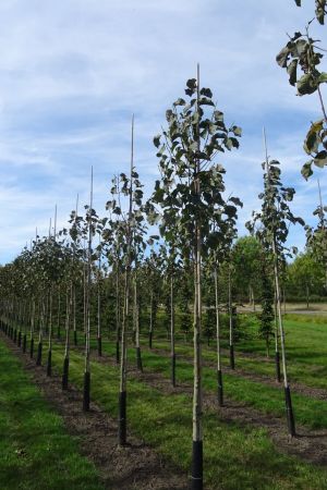 Magnolia-Galaxy-ho-12-16