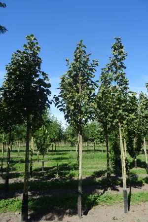 Magnolia-Heaven-Scent-ho-14-18