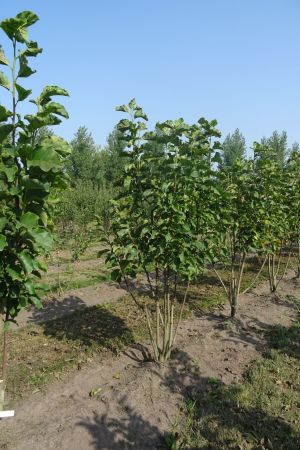 Magnolia-Heaven-Scent-meerstam-200-250-2