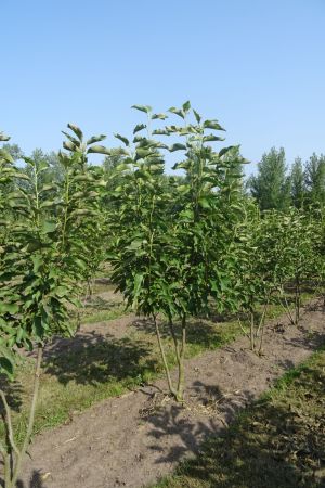 Magnolia-Heaven-Scent-meerstam-200-250
