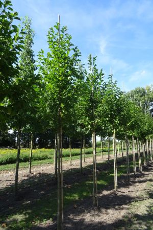 2_Magnolia-kobus-ho-14-18