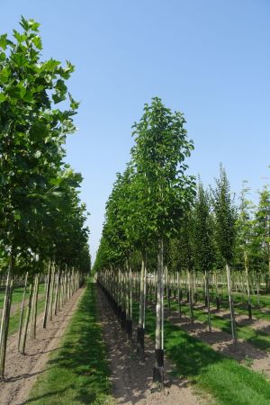 2_Magnolia-kobus-ho-18-25