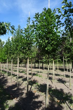 Magnolia-kobus-ho-14-18-2